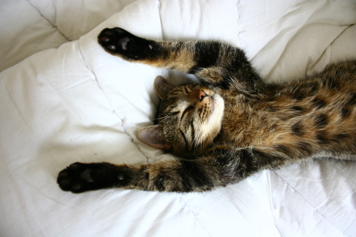 gatto-pigro